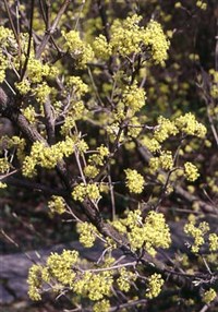 Кизил (цветение)