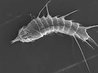 Киноринхи (Червь Cateria sp.)