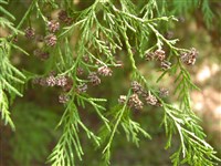 Кипарисовик горохоплодный – Chamaecyparis pisifera (Sieb. et Zucc.) Endl.