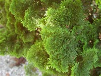 Кипарисовик туполистный, тупой, Хиноки – Chamaecyparis obtusa (Sieb. et Zucc.) Endl.