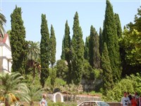 Кипарис вечнозеленый, итальянский – Cupressus sempervirens L.