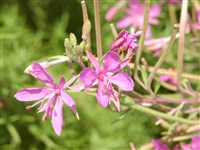 Кипрей Додона, розмариноволистный – Epilobium dodonaei Vill.