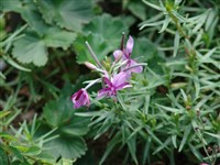 Кипрей Флейчера – Epilobium fleischeri Hochst.