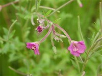 Кипрей мохнатоволосистый – Epilobium hirsutum L
