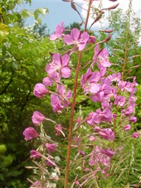 Кипрей узколистный, обыкновенный, иван-чай, капорский чай – Epilobium angustifolium L.