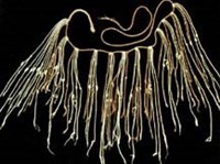 Кипу (слайд)