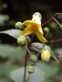 Киренгешома японская – Kirengeshoma palmata Yatabe. (1)