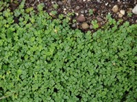 Кислица Магеллана – Oxalis magellanica Forst.