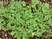 Кислица вальдивийская – Oxalis valdiviensis Barneoud.