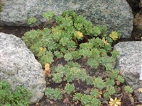 Кислица девятилистная – Oxalis enneaphylla Cav.