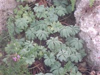 Кислица желёзистолистная – Oxalis adenophylla Gillies.