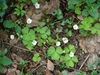 Кислица обыкновенная, заячья, заячья капуста – Oxalis acetosella L. (1)