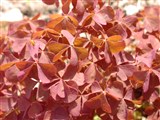 Кислица рожковая – Oxalis corniculata L. (2)