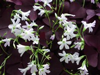 Кислица розовая – Oxalis rosea Jacq.