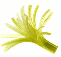 Кисточки из сельдерея