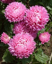 Китайский Каллистефус (Callistephus chinensis)