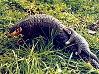 Китайский ящер (с детенышем)