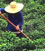 Китайцы (на чайной плантации)