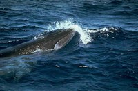 Киты (полосатик Брайда)