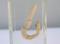 Кишечнодышащие (Полухордовое)