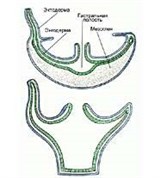Кишечнополостные
