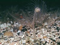 Кишечнополостные (Гидромедуза)