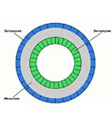 Кишечнополостные (схема поперечного среза)