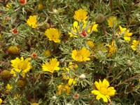 Кладантус арабский – Cladanthus arabicus (L.) Cass.