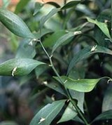 Кладодий (иглица)