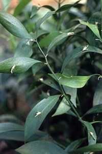 Кладодий (иглица)