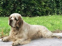 Кламбер-спаниель