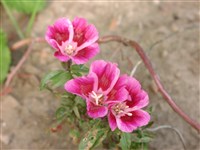 Кларкия Бревера – Clarkia breweri (A.Grey.) Greene.