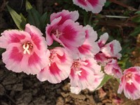 Кларкия прелестная, годеция прелестная – Clarkia amoena (Lehm.) Nels.