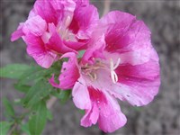 Кларкия пурпурная, годеция пурпурная – Clarkia purpurea (Cirtis).Nels. & Macbr.