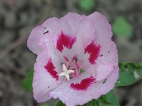 Кларкия румяная, годеция крупноцветковая – Clarkia rubicunda (Lindl.) F.H. & M.E.Lewis.