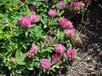 Клевер луговой, красный, пурпурный – Trifolium pratense L.