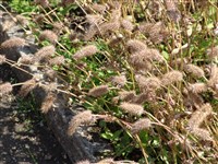 Клевер мясо-красный, инкарнантный, пунцовый – Trifolium incarnatum L. (1)