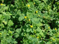 Клевер сомнительный, малый, желтый, полегающий – Trifolium dubium Sibth.