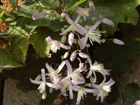 Клематис Джоуина – Clematis x jouiniana Schneid. (1)