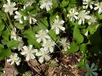 Клематис Фаргеза – Clematis fargesii Franch.