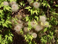 Клематис альпийский, атрогена альпийская – Clematis alpina L. (1)