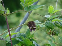 Клематис бурый – Clematis fusca Turcz.