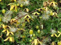 Клематис восточный – Clematis orientalis L.