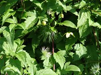 Клематис корейский, атрогена корейская – Clematis koreana Komar.