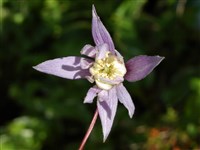 Клематис крупнолепестный, атрогена крупнолепестная – Clematis macropetala Lab. (1)