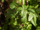 Клематис крупнолепестный, атрогена крупнолепестная – Clematis macropetala Lab. (2)