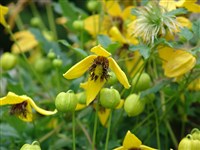 Клематис пильчатолистный – Clematis serratifolia Rehd.