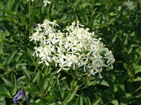 Клематис прямой – Clematis recta L. (1)