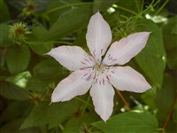 Клематис раскидистый – Clematis patens Morr.