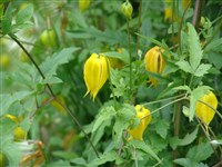 Клематис тангутский – Clematis tangutica (Maxim.) Korsh. (1)